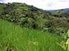ladang.jpg
